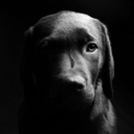 menacing dog