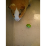 My Guinea pigs group.