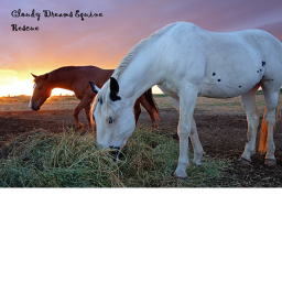 Cloudy Dreams Equine Rescue