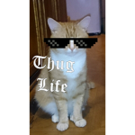 MLG CATS ##