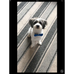 Buddy gangsters