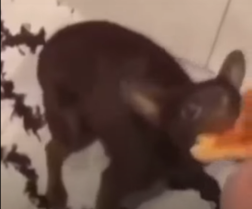 [20K VISITS] If You Donate 2K I will Delete Roblox screenshot 1