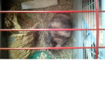 bunny's are awesome