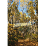 _Sunflowers