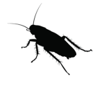 Cockroach Café