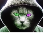 KITTENFAM