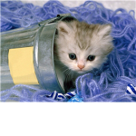 Cute kitten group :)