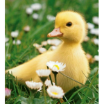 JOIN THE DUCK SQUAD
