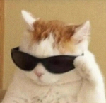 Lots of cats