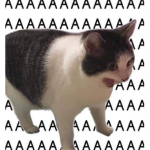 Cat.fanclub