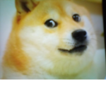 CoolDogefans