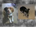Penny and Bo Fans
