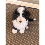 Puppies rule okay!