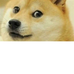 The Doge Gang!1