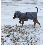 Luluwolf