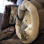 Felines cats noice
