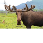 Team_moose