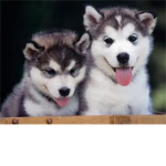 huskys bigst lovers