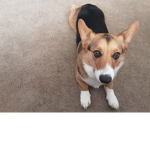 Cleo Corgi
