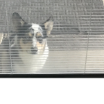 The corgis of shortness