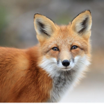 Foxes are AWSOME