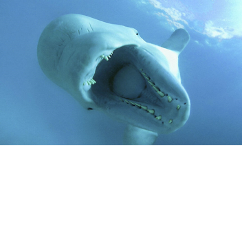 Beluga Whale Simulator!