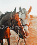 ~Chesapeake stables~