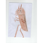 COCKROACH FRINDS