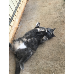 The cat side of swag