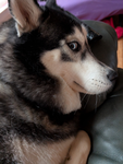 i like husky hi i have a husky