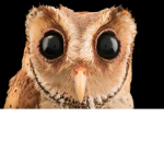 OWL MIDDLE GAMERS
