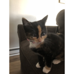 Calico cat gr