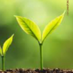 Life as a plant