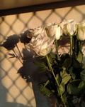 <3 butterf1ys ・