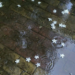 🌿⋆｡°✩