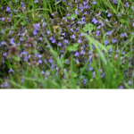 the purples world