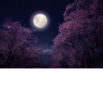 #__Shadow_Garden__#