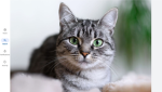 Greycat Obbies