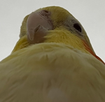 Flight Of Feathers