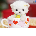 Dog fan group E