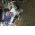 Cloverfield monster