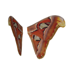 Attacus atlas wings