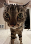 Funny cat group community