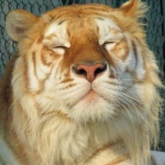 The Golden Tiger Club