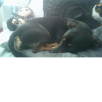 dogs are best in world