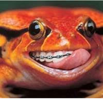 Strange Amphibian Studios