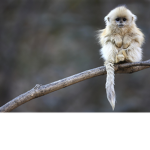 Monkeys are nice