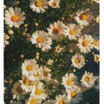 Laylas Flowers