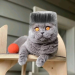 wonderful cat games 3