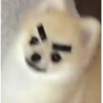 Drip_dogs room